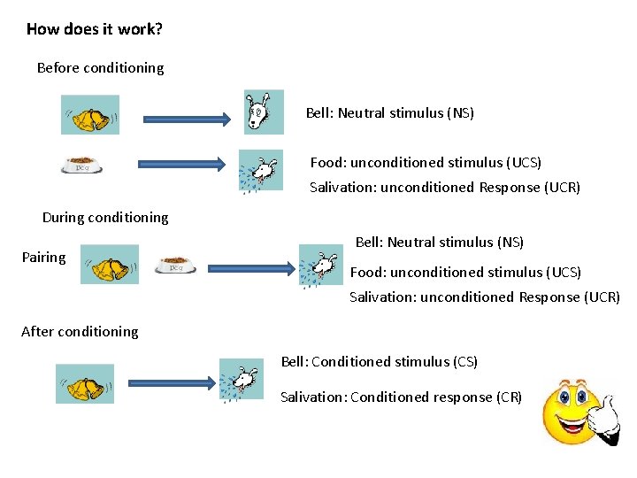 How does it work? Before conditioning Bell: Neutral stimulus (NS) Food: unconditioned stimulus (UCS)