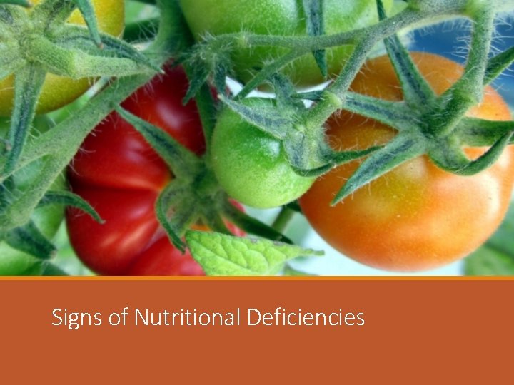 Signs of Nutritional Deficiencies 