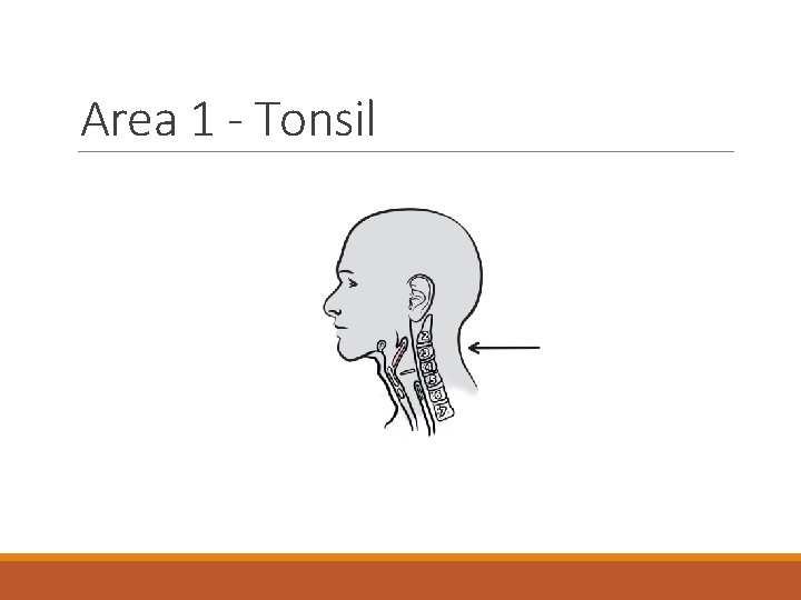 Area 1 - Tonsil 