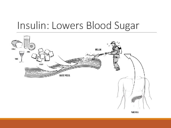 Insulin: Lowers Blood Sugar 