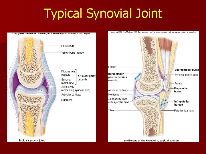 Typical Synovial Joint Typical Synovial Joint