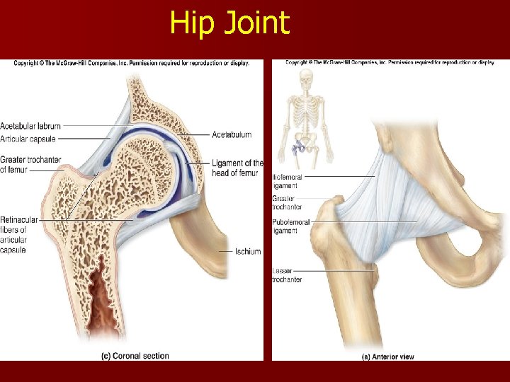 Hip Joint Hip Joint