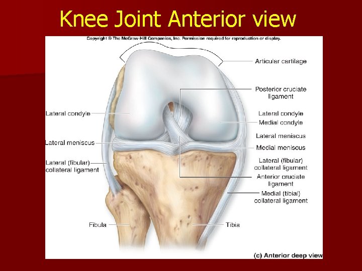 Knee Joint Anterior view Knee Joint Anterior view