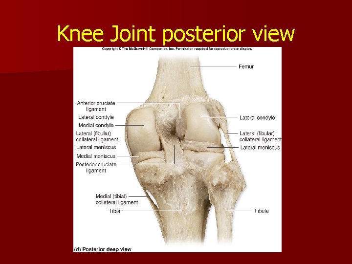 Knee Joint posterior view Knee Joint posterior view