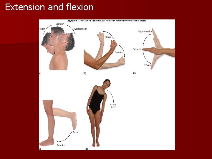 Extension and flexion Extension and flexion