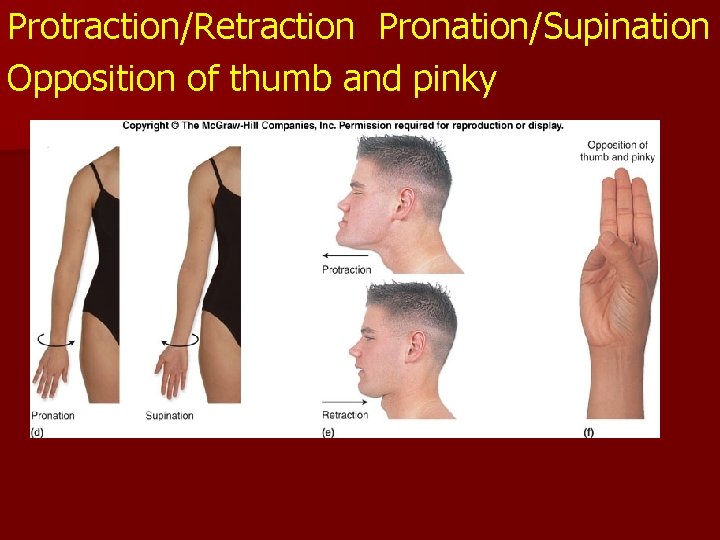 Protraction/Retraction Pronation/Supination Opposition of thumb and pinky Protraction/Retraction Pronation/Supination Opposition of thumb and pinky