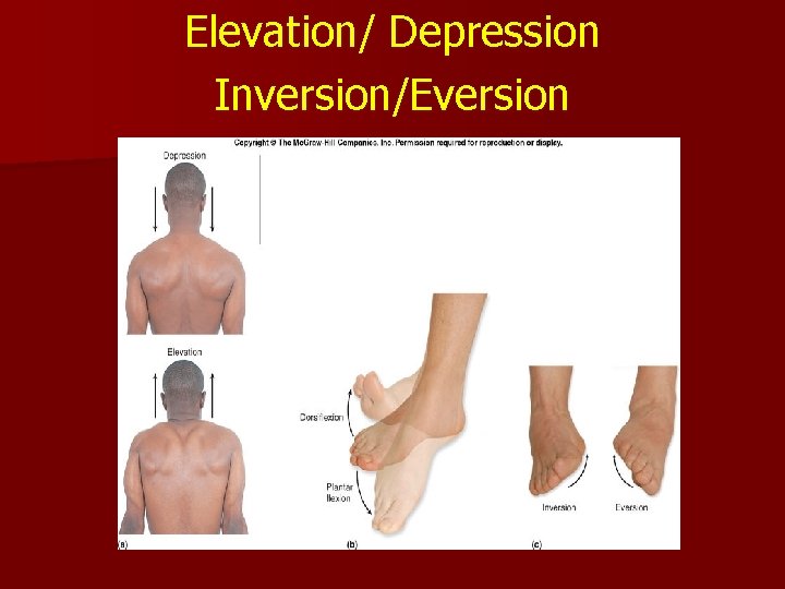Elevation/ Depression Inversion/Eversion Elevation/ Depression Inversion/Eversion