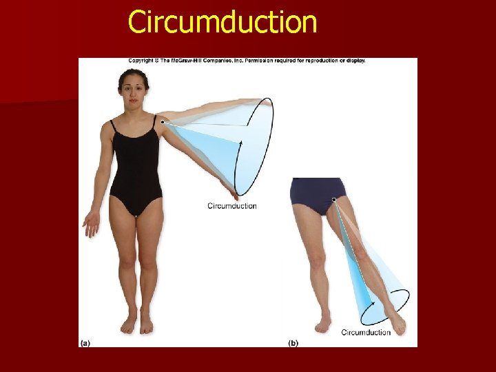 Circumduction Circumduction