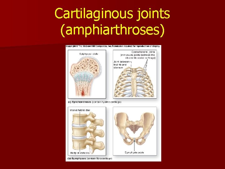 Cartilaginous joints (amphiarthroses) Cartilaginous joints (amphiarthroses)