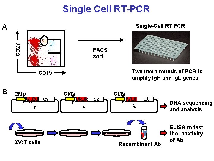 Single Cell RT-PCR Single-Cell RT PCR CD 27 A FACS sort Two more rounds