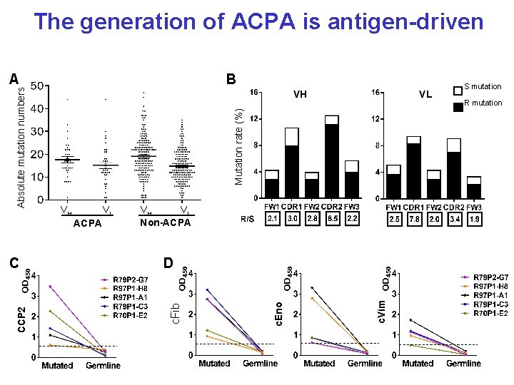 The generation of ACPA is antigen-driven B Mutation rate (%) CCP 2 VH VL