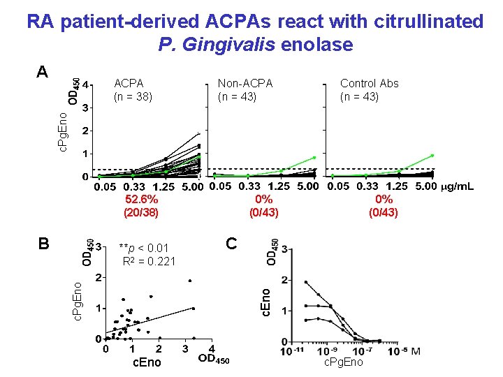 RA patient-derived ACPAs react with citrullinated P. Gingivalis enolase A Non-ACPA (n = 43)