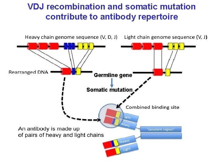 VDJ recombination and somatic mutation contribute to antibody repertoire Germline gene Somatic mutation 