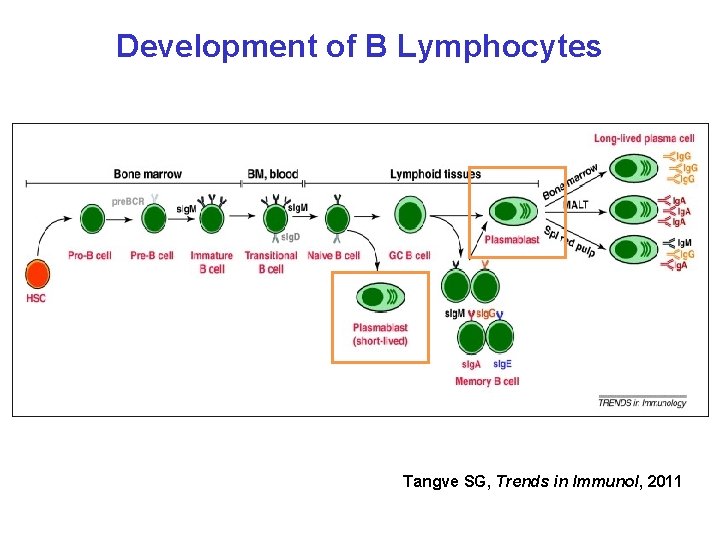 Development of B Lymphocytes Tangve SG, Trends in Immunol, 2011 