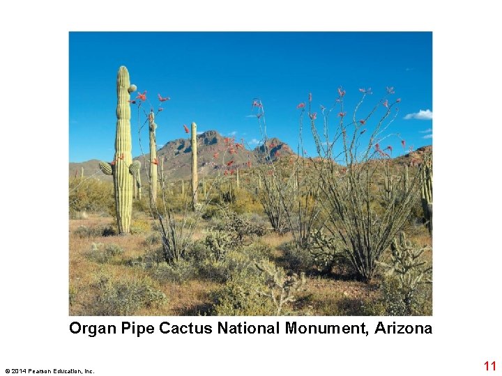 Organ Pipe Cactus National Monument, Arizona © 2014 Pearson Education, Inc. 11 
