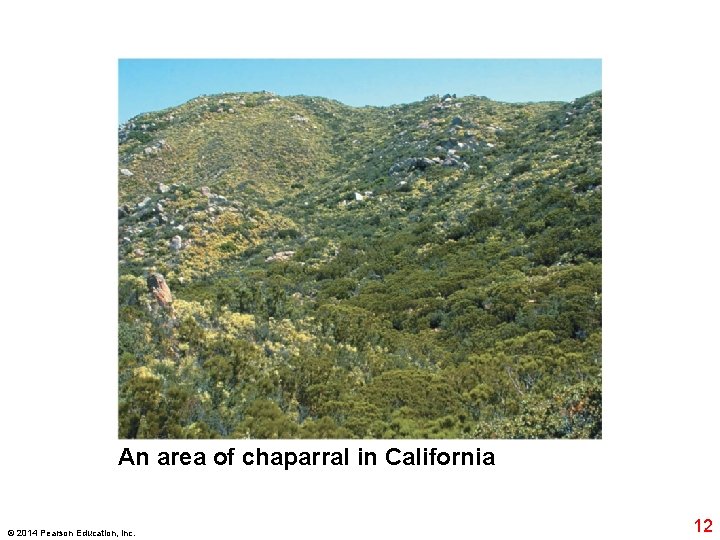 An area of chaparral in California © 2014 Pearson Education, Inc. 12 