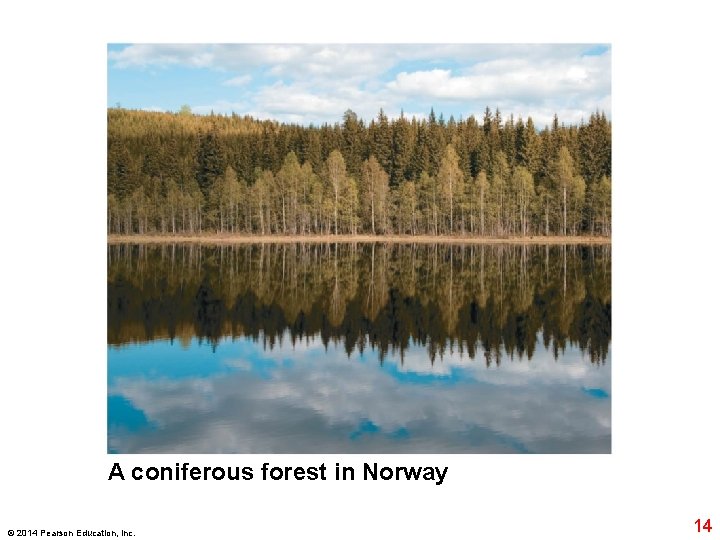A coniferous forest in Norway © 2014 Pearson Education, Inc. 14 A coniferous forest in Norway © 2014 Pearson Education, Inc. 14