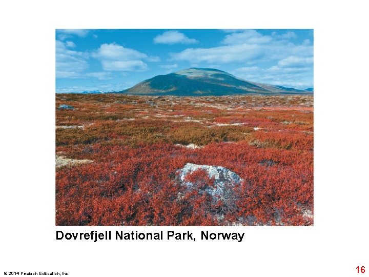 Dovrefjell National Park, Norway © 2014 Pearson Education, Inc. 16 Dovrefjell National Park, Norway © 2014 Pearson Education, Inc. 16