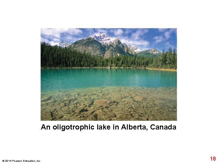 An oligotrophic lake in Alberta, Canada © 2014 Pearson Education, Inc. 18 