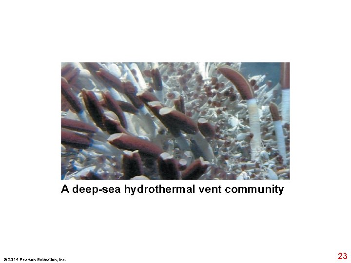 A deep-sea hydrothermal vent community © 2014 Pearson Education, Inc. 23 
