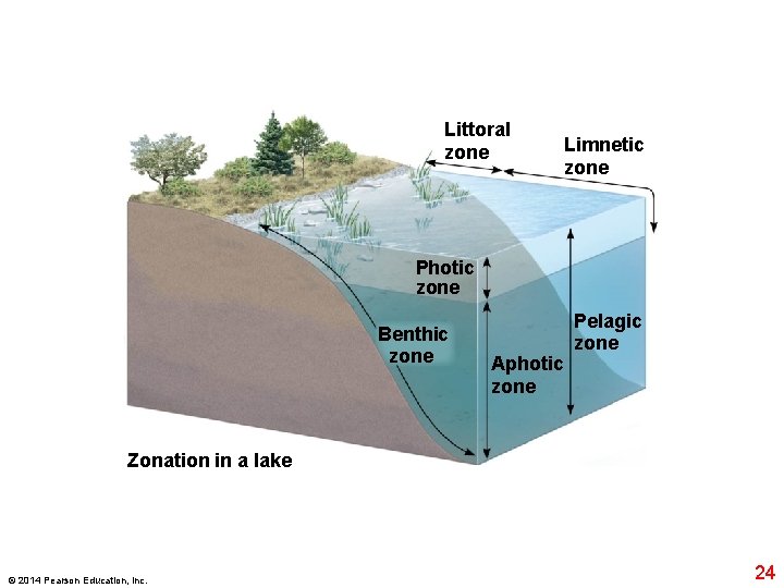 Littoral zone Limnetic zone Photic zone Benthic zone Aphotic zone Pelagic zone Zonation in