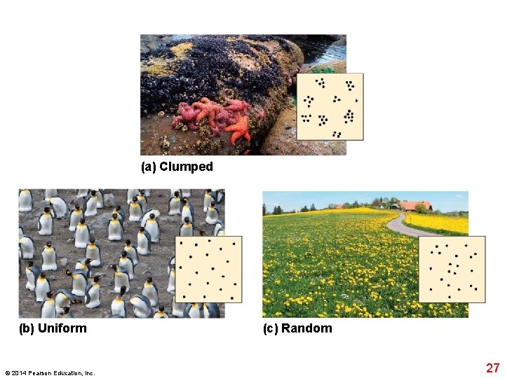 (a) Clumped (b) Uniform © 2014 Pearson Education, Inc. (c) Random 27 (a) Clumped (b) Uniform © 2014 Pearson Education, Inc. (c) Random 27
