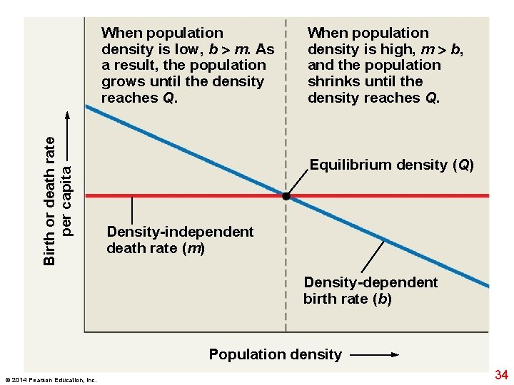 Birth or death rate per capita When population density is low, b m. As