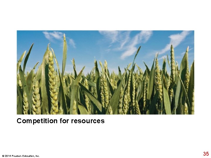 Competition for resources © 2014 Pearson Education, Inc. 35 