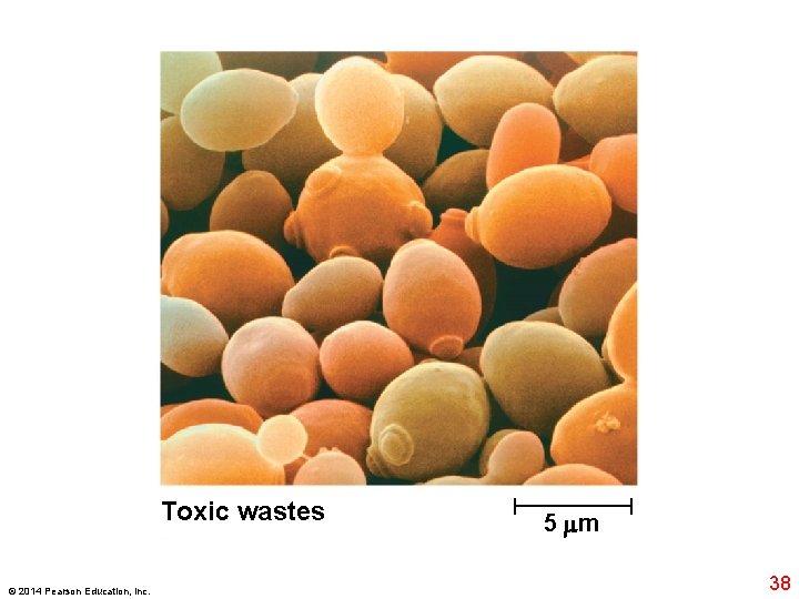 Toxic wastes © 2014 Pearson Education, Inc. 5 m 38 
