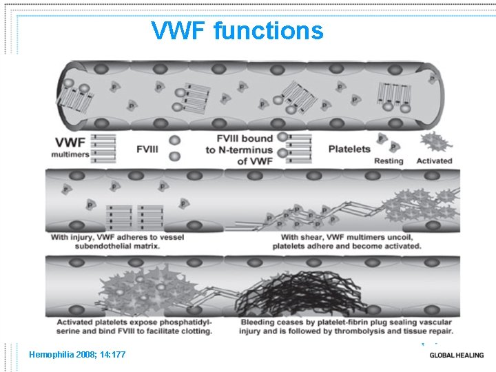 VWF functions Hemophilia 2008; 14: 177 