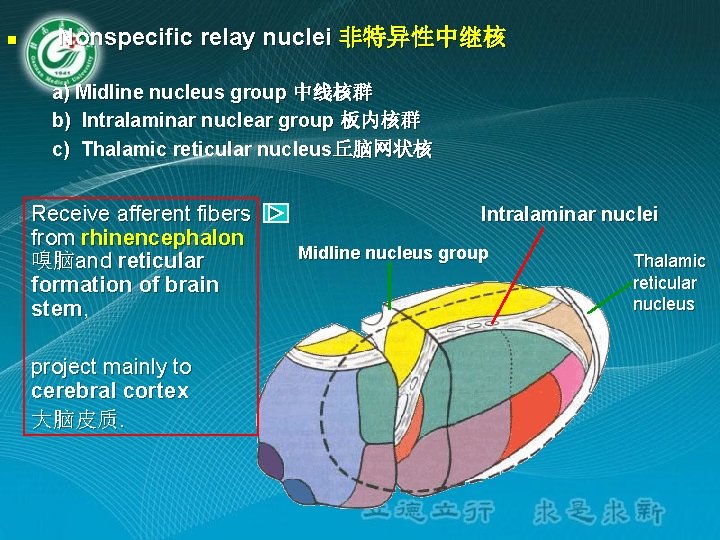 n Nonspecific relay nuclei 非特异性中继核 a) Midline nucleus group 中线核群 b) Intralaminar nuclear group n Nonspecific relay nuclei 非特异性中继核 a) Midline nucleus group 中线核群 b) Intralaminar nuclear group