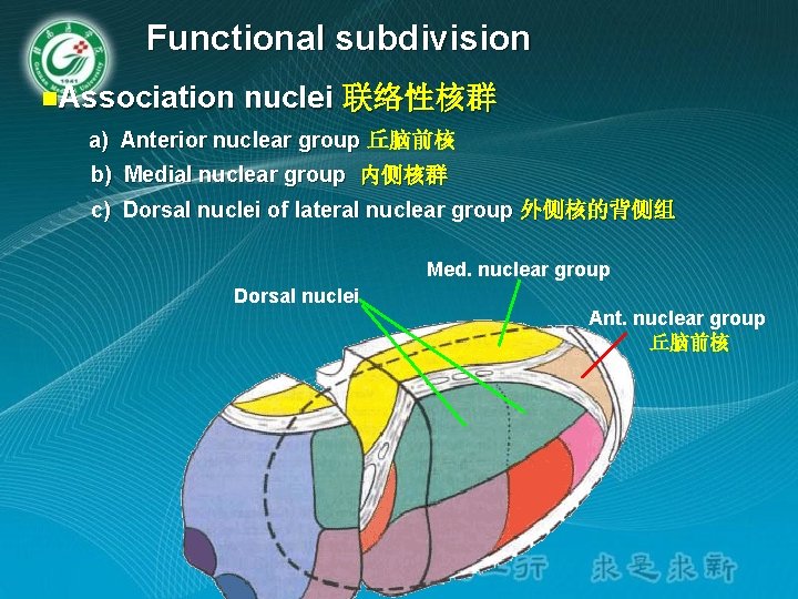 Functional subdivision n. Association nuclei 联络性核群 a) Anterior nuclear group 丘脑前核 b) Medial nuclear Functional subdivision n. Association nuclei 联络性核群 a) Anterior nuclear group 丘脑前核 b) Medial nuclear