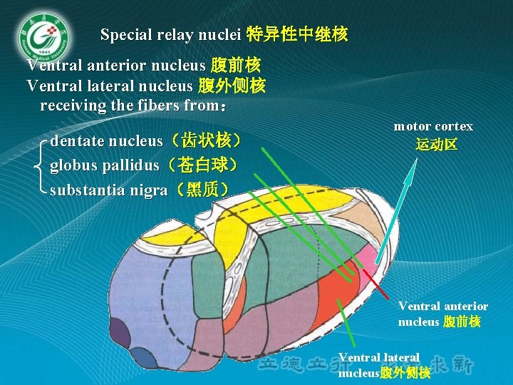 Special relay nuclei 特异性中继核 Ventral anterior nucleus 腹前核 Ventral lateral nucleus 腹外侧核 receiving the