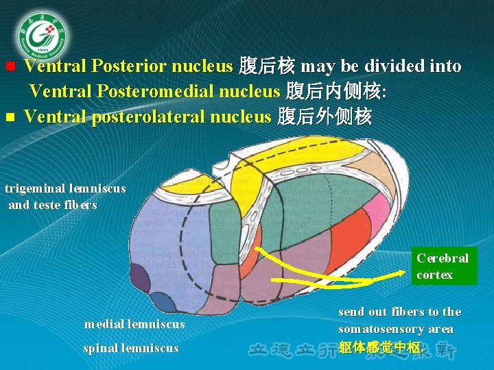 n n Ventral Posterior nucleus 腹后核 may be divided into Ventral Posteromedial nucleus 腹后内侧核: n n Ventral Posterior nucleus 腹后核 may be divided into Ventral Posteromedial nucleus 腹后内侧核: