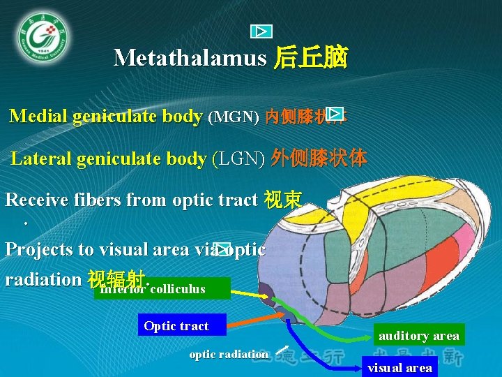 Metathalamus 后丘脑 Medial geniculate body (MGN) 内侧膝状体 Lateral geniculate body (LGN) 外侧膝状体 Receive fibers Metathalamus 后丘脑 Medial geniculate body (MGN) 内侧膝状体 Lateral geniculate body (LGN) 外侧膝状体 Receive fibers