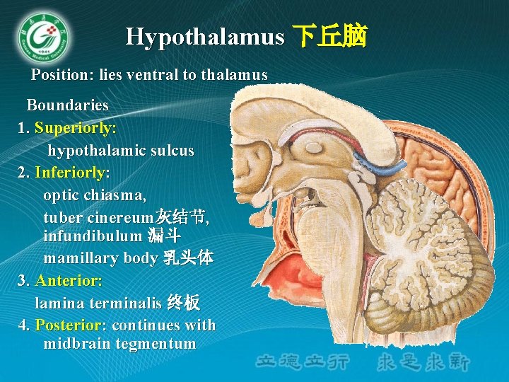 Hypothalamus 下丘脑 Position: lies ventral to thalamus Boundaries 1. Superiorly: hypothalamic sulcus 2. Inferiorly: Hypothalamus 下丘脑 Position: lies ventral to thalamus Boundaries 1. Superiorly: hypothalamic sulcus 2. Inferiorly: