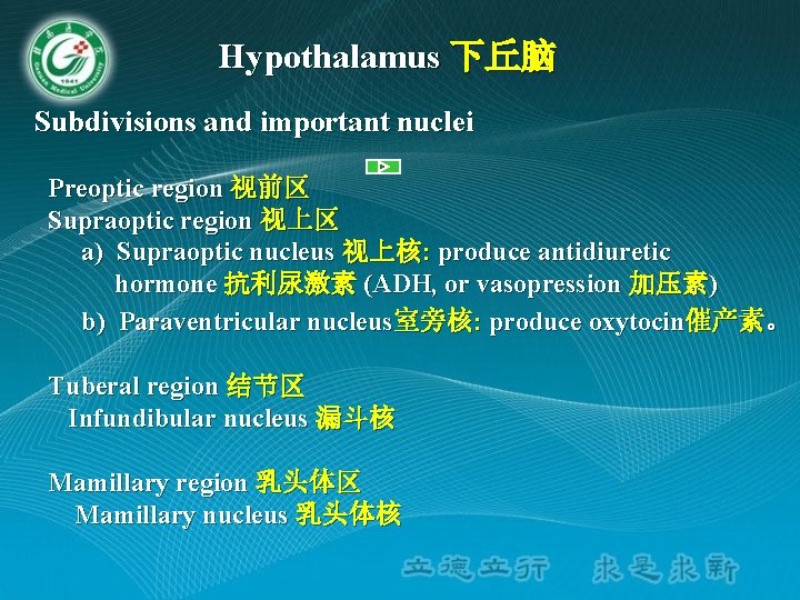 Hypothalamus 下丘脑 Subdivisions and important nuclei Preoptic region 视前区 Supraoptic region 视上区 a) Supraoptic Hypothalamus 下丘脑 Subdivisions and important nuclei Preoptic region 视前区 Supraoptic region 视上区 a) Supraoptic