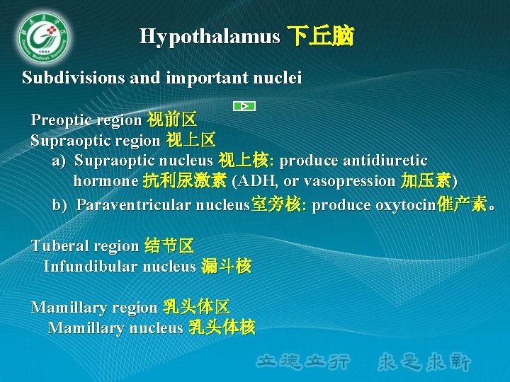 Hypothalamus 下丘脑 Subdivisions and important nuclei Preoptic region 视前区 Supraoptic region 视上区 a) Supraoptic