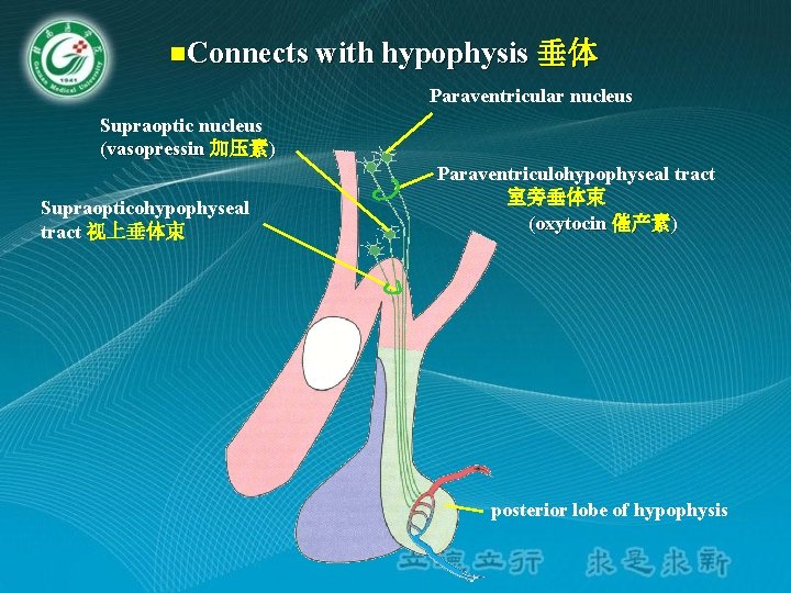 n. Connects with hypophysis 垂体 Paraventricular nucleus Supraoptic nucleus (vasopressin 加压素) Supraopticohypophyseal tract 视上垂体束 n. Connects with hypophysis 垂体 Paraventricular nucleus Supraoptic nucleus (vasopressin 加压素) Supraopticohypophyseal tract 视上垂体束