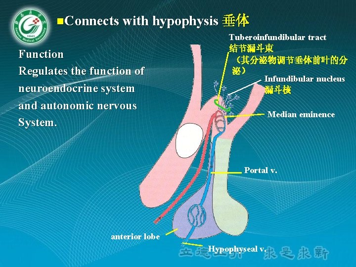 n. Connects with hypophysis 垂体 Function Regulates the function of neuroendocrine system and autonomic n. Connects with hypophysis 垂体 Function Regulates the function of neuroendocrine system and autonomic