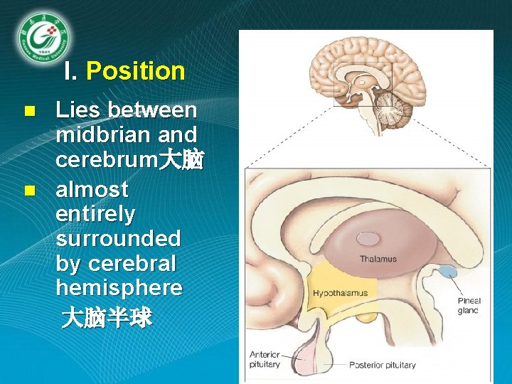 I. Position n n Lies between midbrian and cerebrum大脑 almost entirely surrounded by cerebral I. Position n n Lies between midbrian and cerebrum大脑 almost entirely surrounded by cerebral