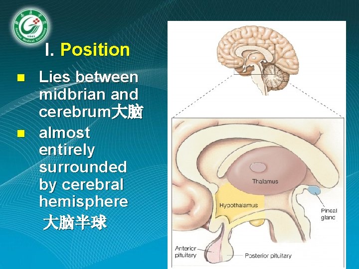 I. Position n n Lies between midbrian and cerebrum大脑 almost entirely surrounded by cerebral