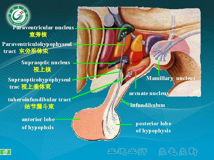 Paraventricular nucleus 室旁核 Paraventriculohypophyseal tract 室旁垂体束 Supraoptic nucleus 视上核 Supraopticohypophyseal trac 视上垂体束 tuberoinfundibular tract