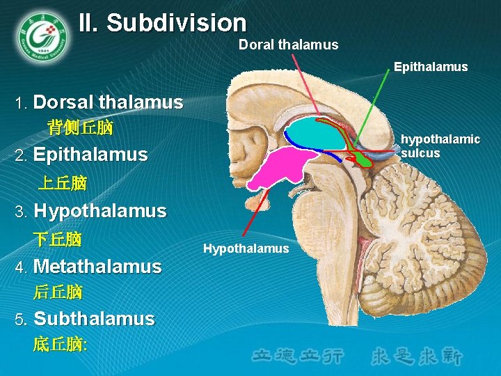 II. Subdivision Doral thalamus Epithalamus 1. Dorsal thalamus 背侧丘脑 hypothalamic sulcus 2. Epithalamus 上丘脑 II. Subdivision Doral thalamus Epithalamus 1. Dorsal thalamus 背侧丘脑 hypothalamic sulcus 2. Epithalamus 上丘脑
