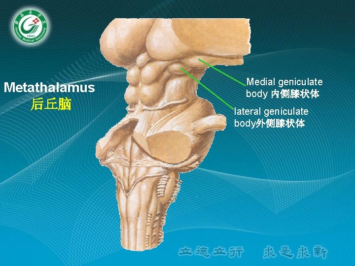 Metathalamus 后丘脑 Medial geniculate body 内侧膝状体 lateral geniculate body外侧膝状体 Metathalamus 后丘脑 Medial geniculate body 内侧膝状体 lateral geniculate body外侧膝状体