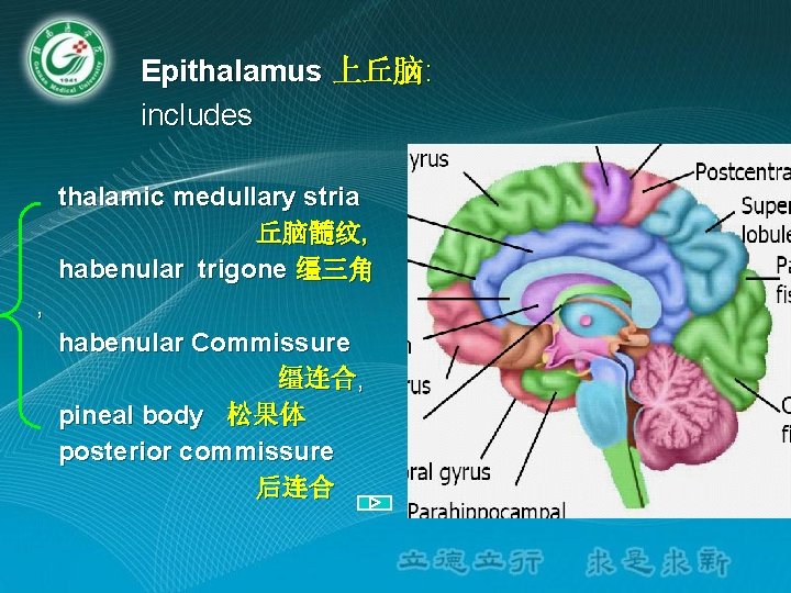 Epithalamus 上丘脑: includes thalamic medullary stria 丘脑髓纹, habenular trigone 缰三角 , habenular Commissure 缰连合,