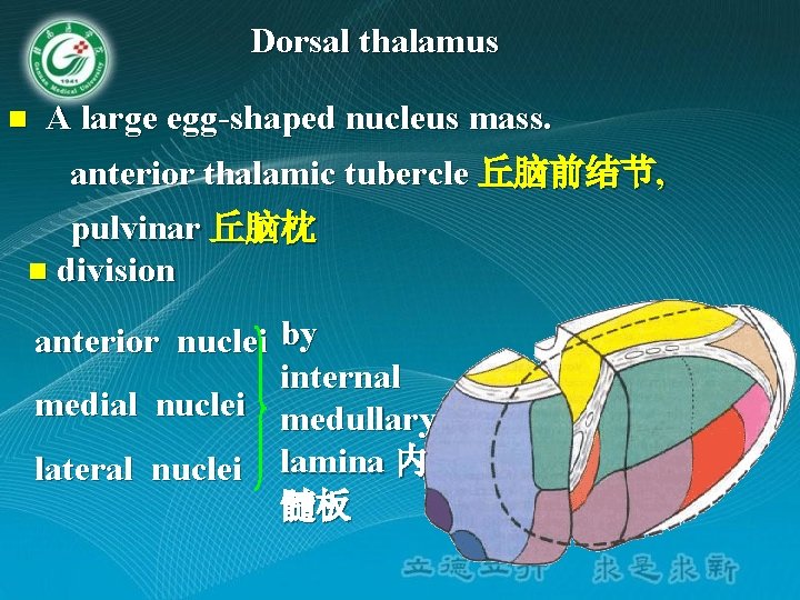 Dorsal thalamus n A large egg-shaped nucleus mass. anterior thalamic tubercle 丘脑前结节, pulvinar 丘脑枕