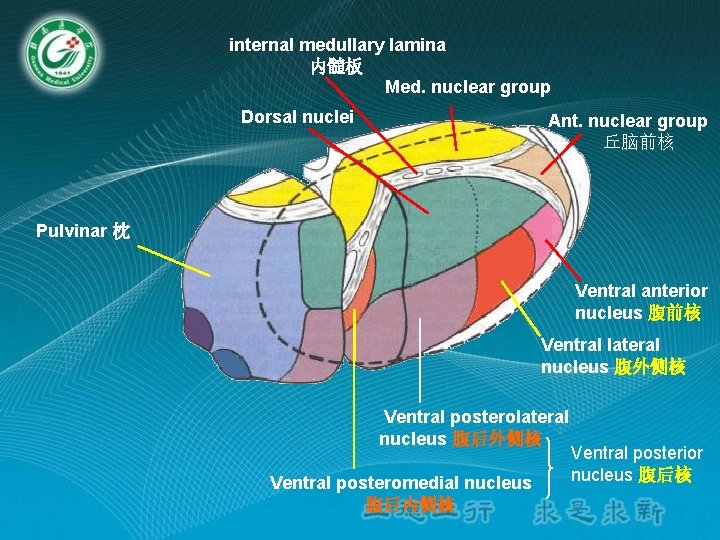 internal medullary lamina 内髓板 Med. nuclear group Dorsal nuclei Ant. nuclear group 丘脑前核 Pulvinar