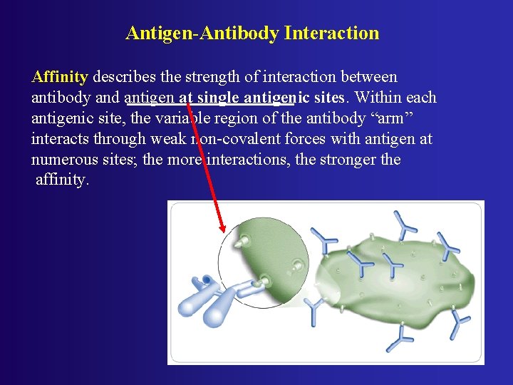 Antigen-Antibody Interaction Affinity describes the strength of interaction between antibody and antigen at single