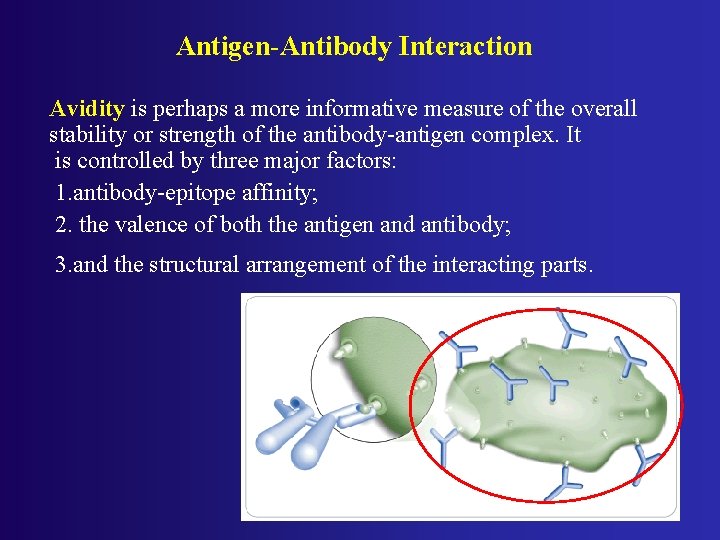 Antigen-Antibody Interaction Avidity is perhaps a more informative measure of the overall stability or